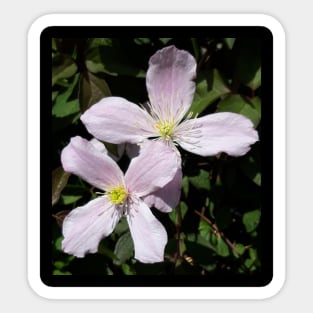 Clematis Sticker